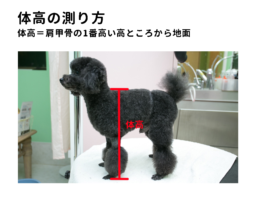 トイプードルの体高 トイプードルの体高