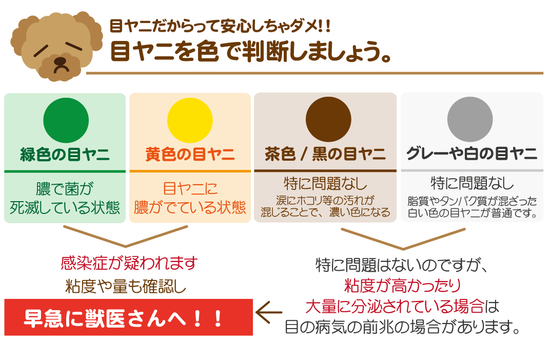 愛犬のトイプードルの目が腫れている。これって目の病気?