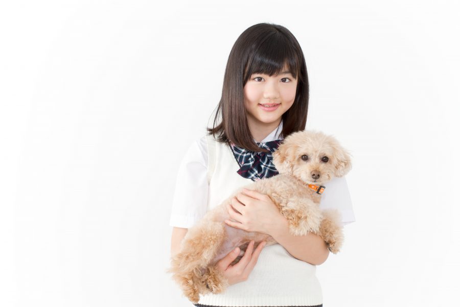 抱っこされるトイプードル