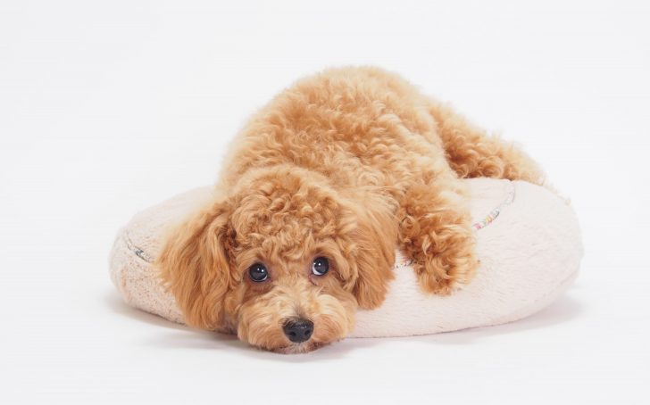 犬だって寒さは感じます!犬の寒さの感じ方と対策について