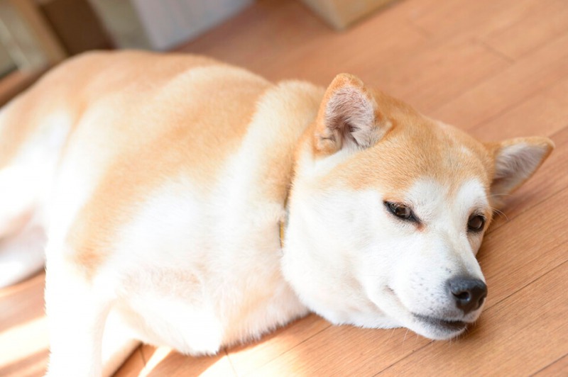 画像説明 画像説明