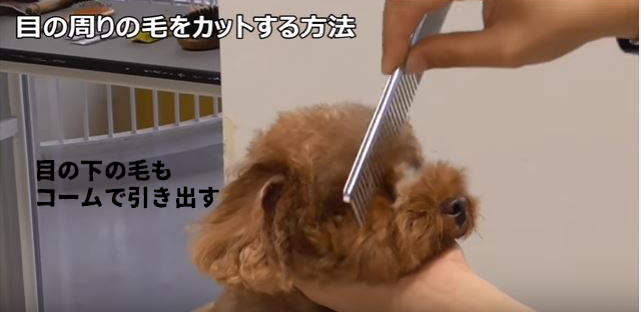 部分ごとなら、不器用さんもできる!ヨークシャテリアをセルフカットしてみよう