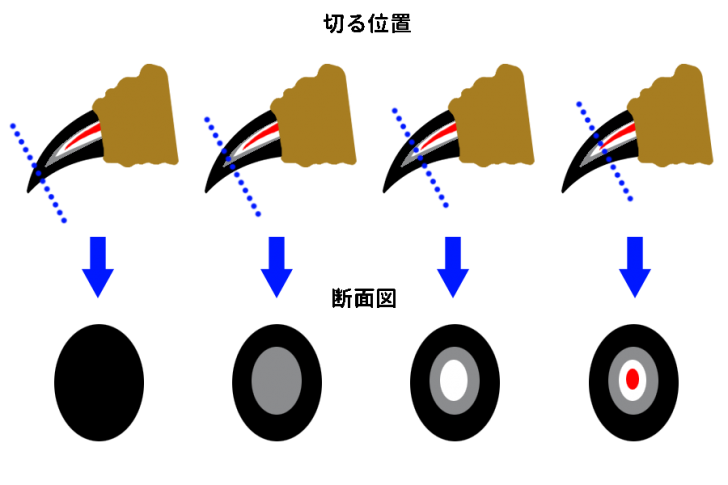ヨークシャーテリアのマストなケア5選 Petpet Life