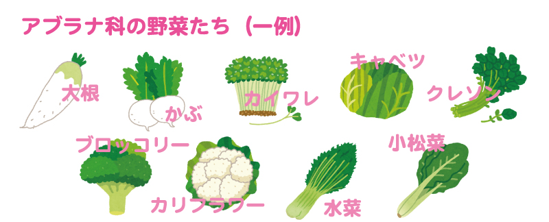 アブラナ科の野菜一例