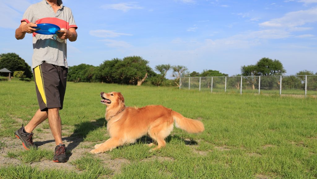 運動不足を解消しよう 愛犬と一緒に楽しめる6つのドッグスポーツをご紹介 Petpet Life