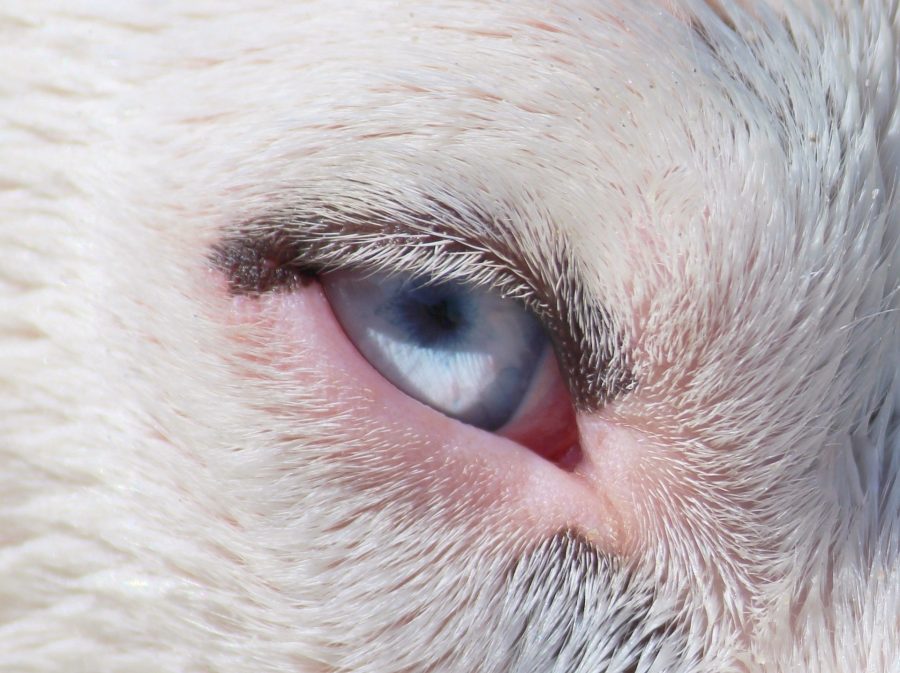 愛犬の目が赤く充血している どんな病気の可能性がある Petpet Life