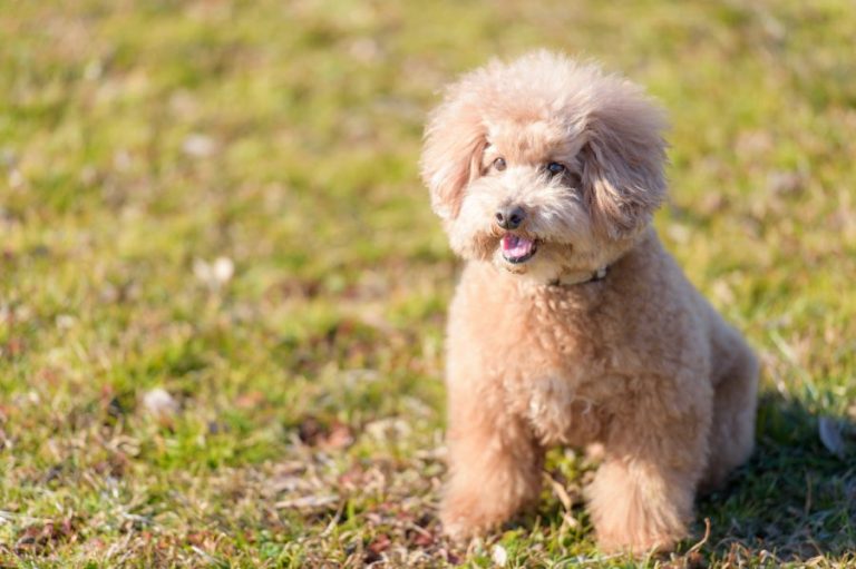 スタンダードシュナウザーを飼うために！価格や費用一覧 ...