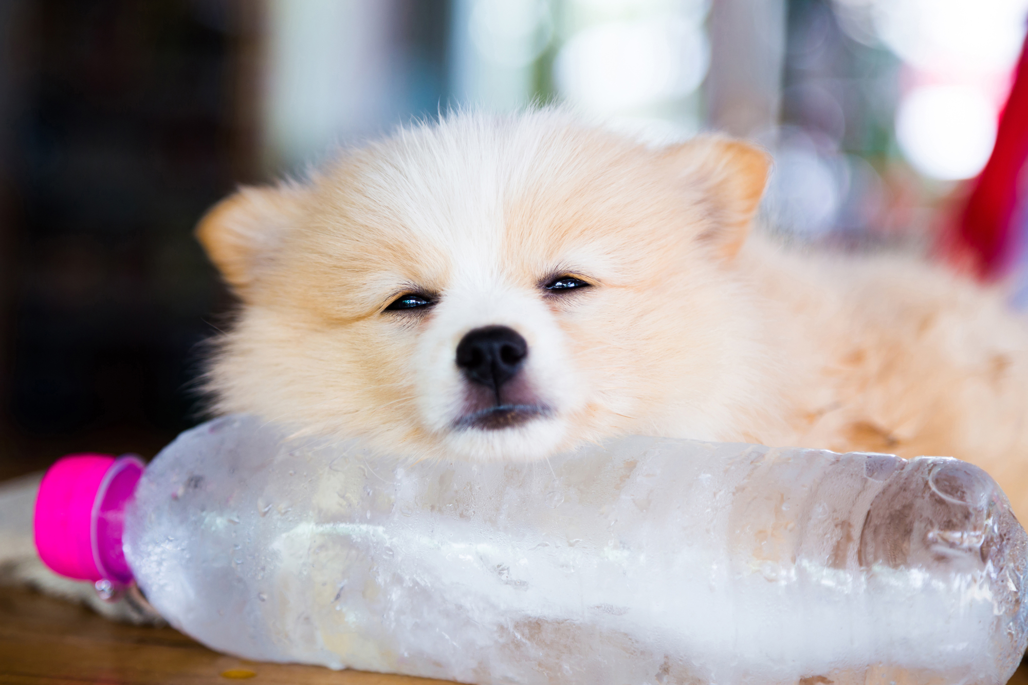 獣医師監修 愛犬に氷はok 氷を上手く使って愛犬の体温調節のサポートをしてあげよう Petpet Life