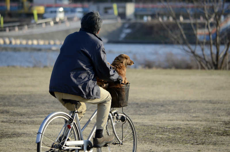 犬 を 自転車 に 乗せる