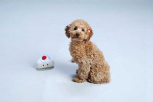 犬のお留守番は何時間まで 最適時間と気を付けるべきポイント Petpet Life