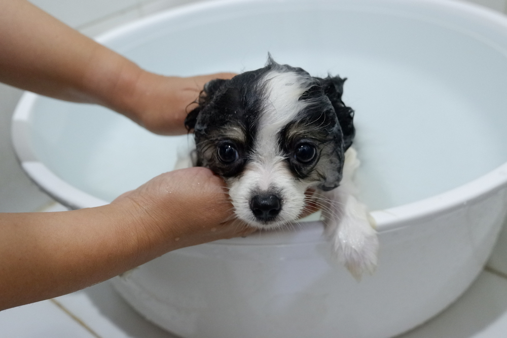 お風呂に入れられる小犬
