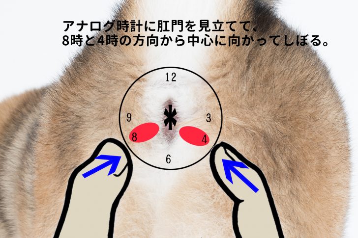 犬の肛門腺絞り