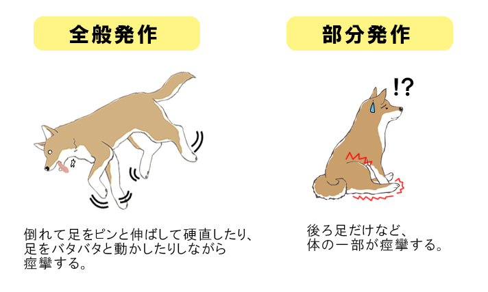 マルチーズが激しく痙攣。もしかして「てんかん」かも?