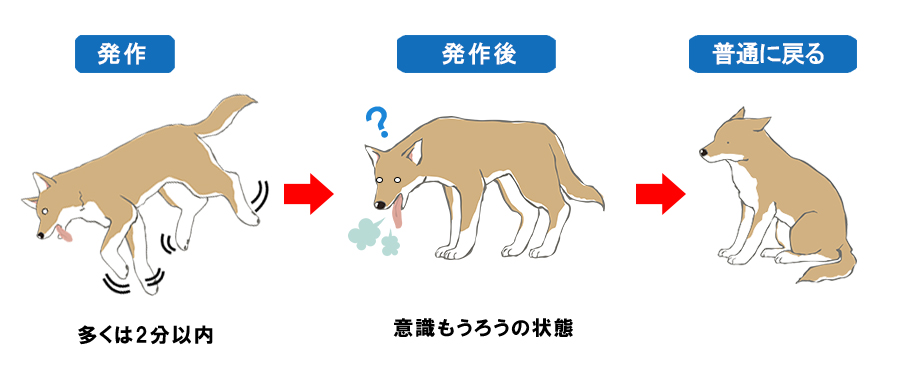 【犬のてんかん】けいれん発作の時に飼い主がとるべき4つの行動