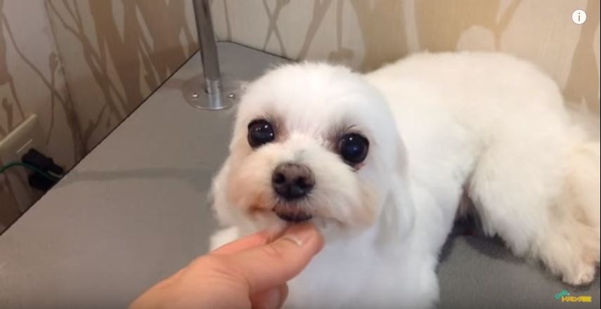 マルチーズのお顔の毛をセルフカットしてみよう