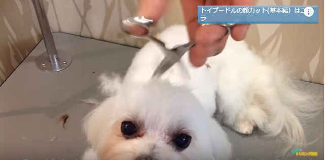 マルチーズのお顔の毛をセルフカットしてみよう