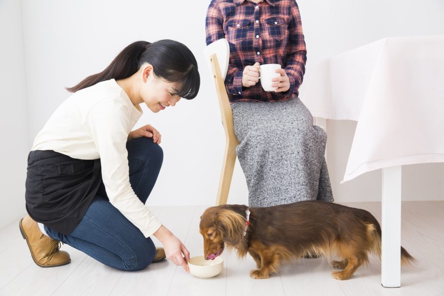 愛犬から嫌われた?愛犬に好かれるために出来ることとは