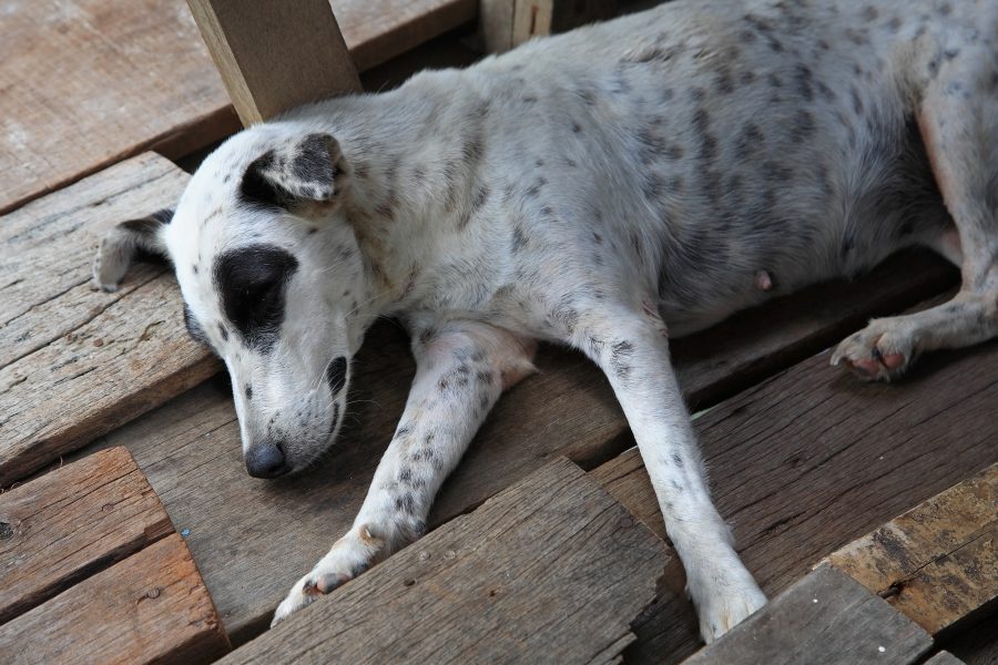 寝る犬 寝る犬