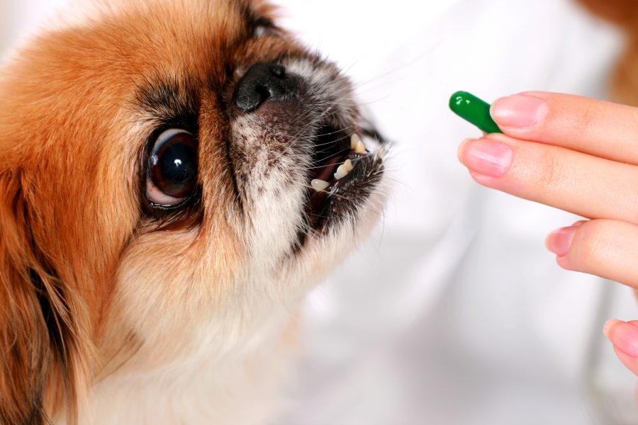 犬と薬 犬と薬