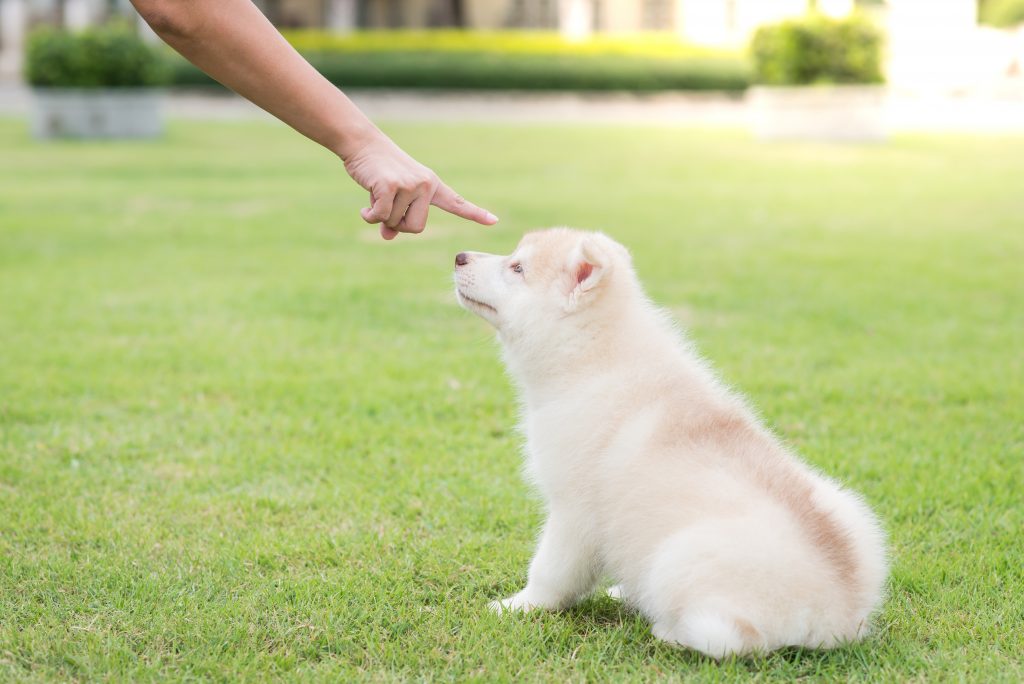 犬にやっちゃダメと伝える手段 ダメ ノー のしつけは口調を変える Petpet Life