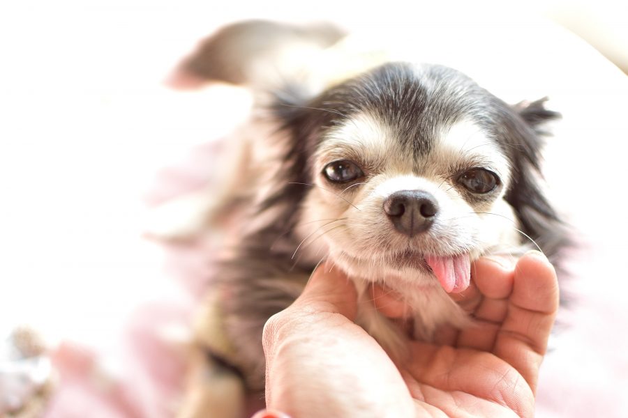 【犬のてんかん】けいれん発作の時に飼い主がとるべき4つの行動