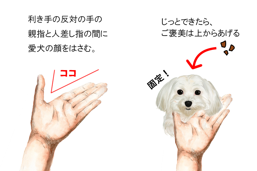 部分ごとなら できるかも マルチーズを自宅でセルフカットしよう Petpet Life