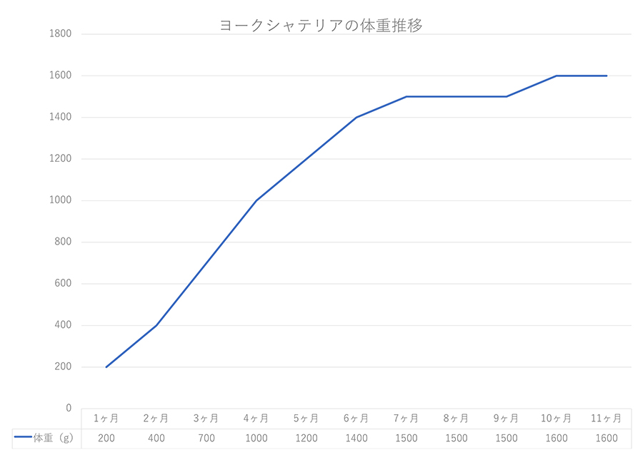 ヨークシャテリアの体重推移!あなたの愛犬は平均サイズ?