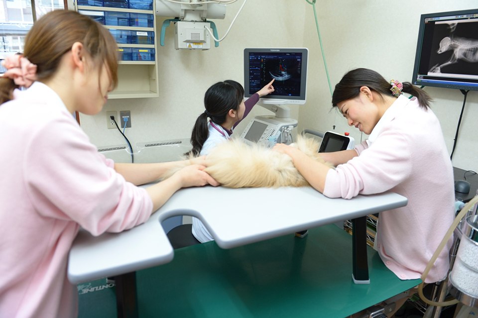 セナ動物病院