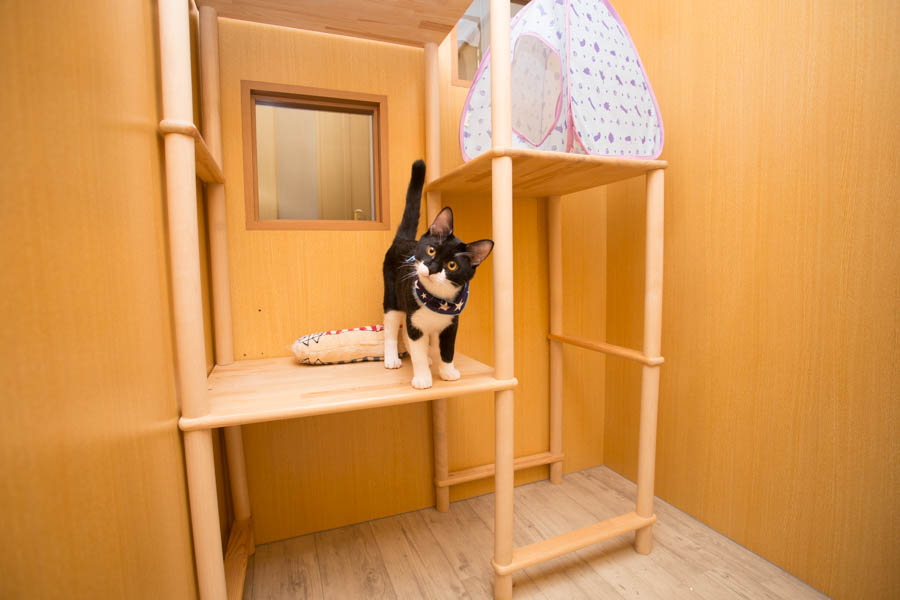 SyuSyu CAT Clinic SyuSyu CAT Clinic
