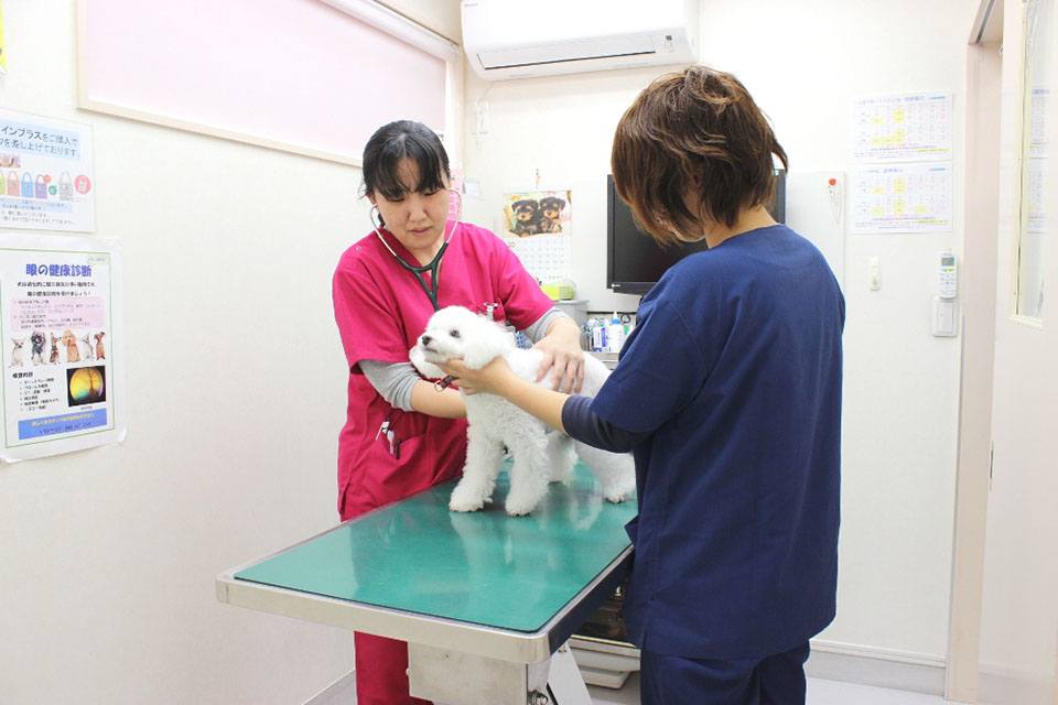 七里動物病院 七里動物病院