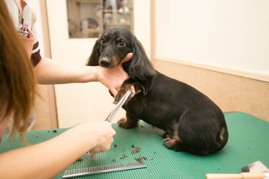 かそり動物病院(トリミング) かそり動物病院(トリミング)