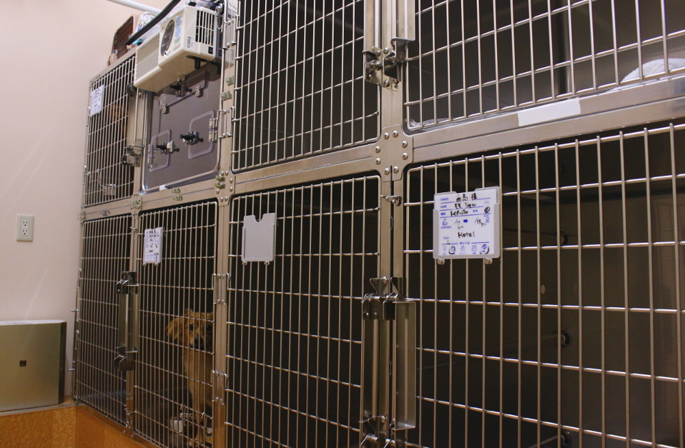 東いわつき動物病院 東いわつき動物病院