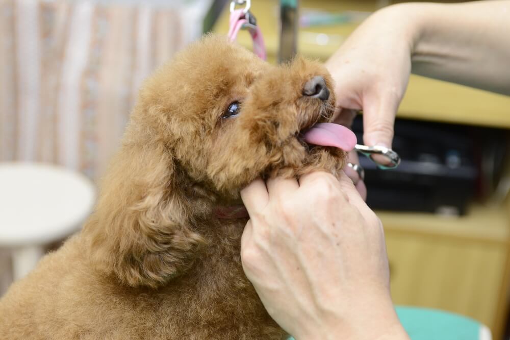 Grooming Salon pretty pooch Grooming Salon pretty pooch
