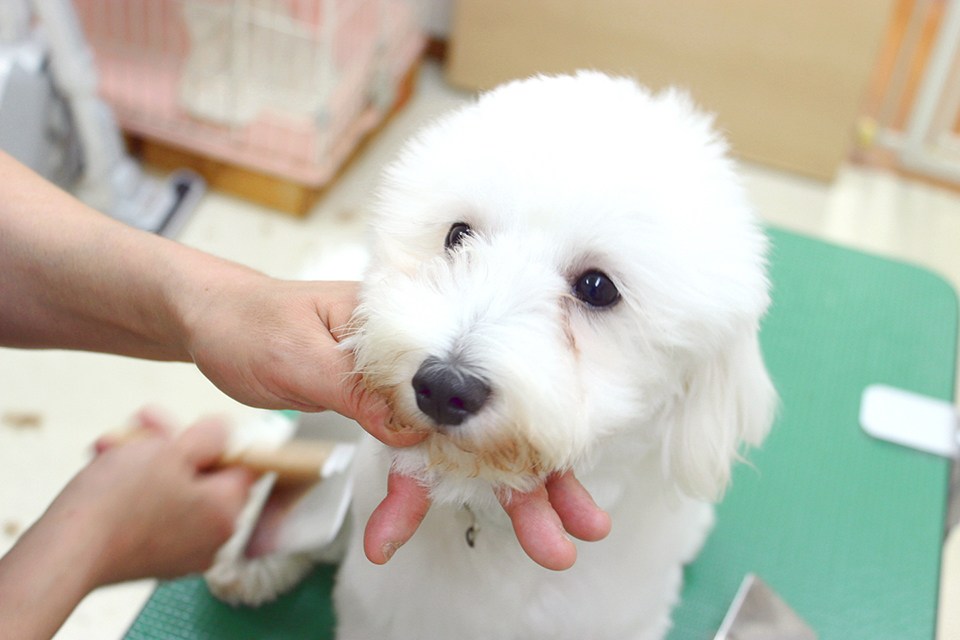 Pet's Life Pet's Life