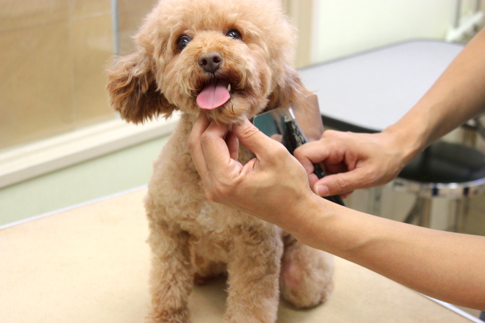 NATURAL PET SALON dog spa NATURAL PET SALON dog spa