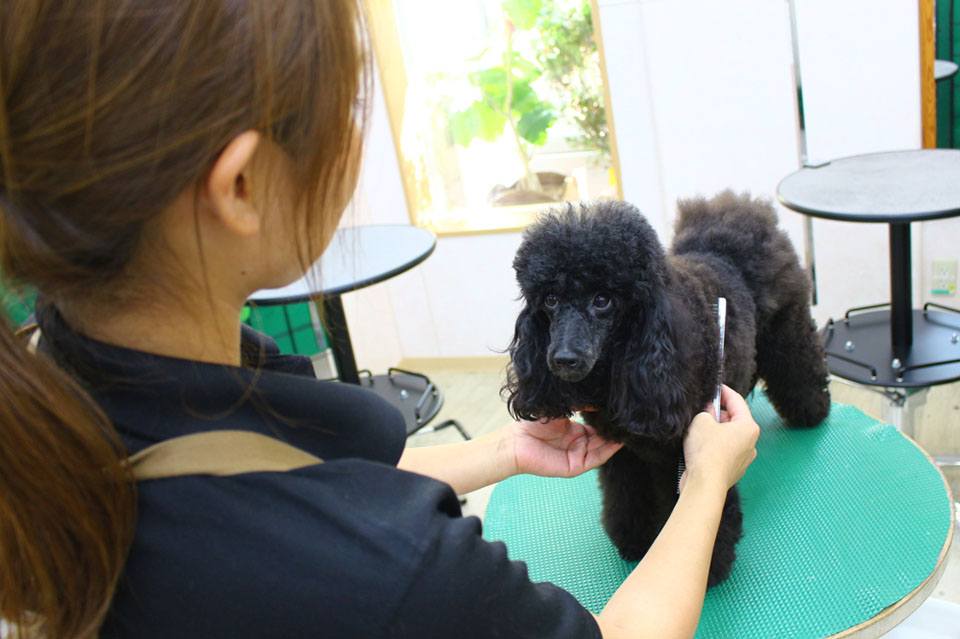 犬の美容室 キャロン 犬の美容室 キャロン