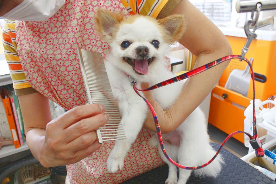 Dog Salon Cradle(クレイドル) Dog Salon Cradle(クレイドル)