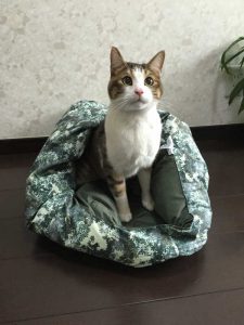 注意 夏の猫にお留守番は危険 一人暮らしで猫を飼う人が知るべきこと Petpet Life