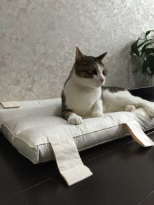 猫のしつけで水鉄砲が効果的 条件付けを効果的にしてストレス レスなしつけ Petpet Life