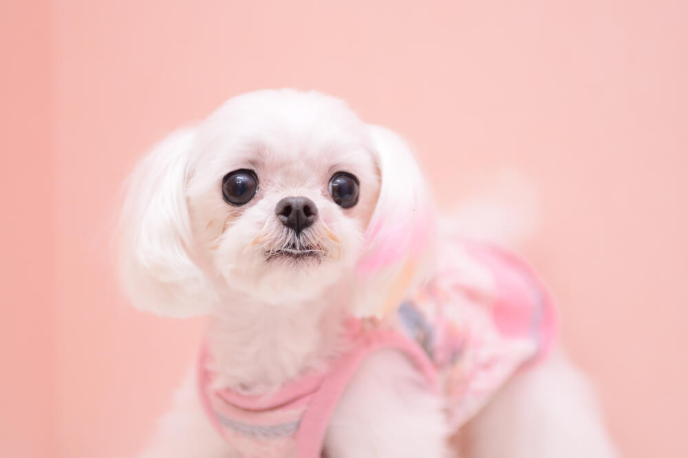 犬の美容室 いちご 中村店 犬の美容室 いちご 中村店