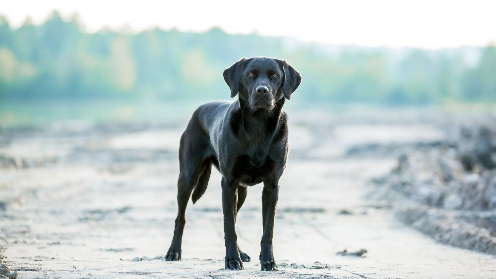 人間だけじゃない 冬場になる犬のしもやけって聞いたことありますか Petpet Life