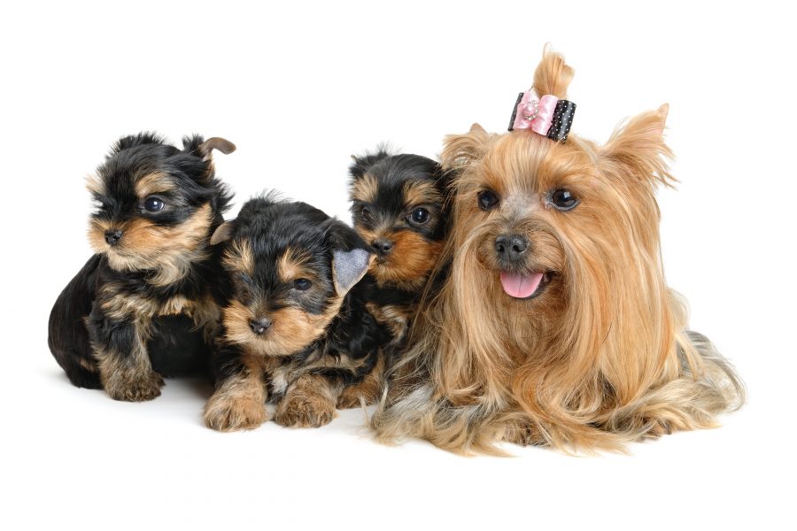 ヨークシャテリアの体重推移!あなたの愛犬は平均サイズ?