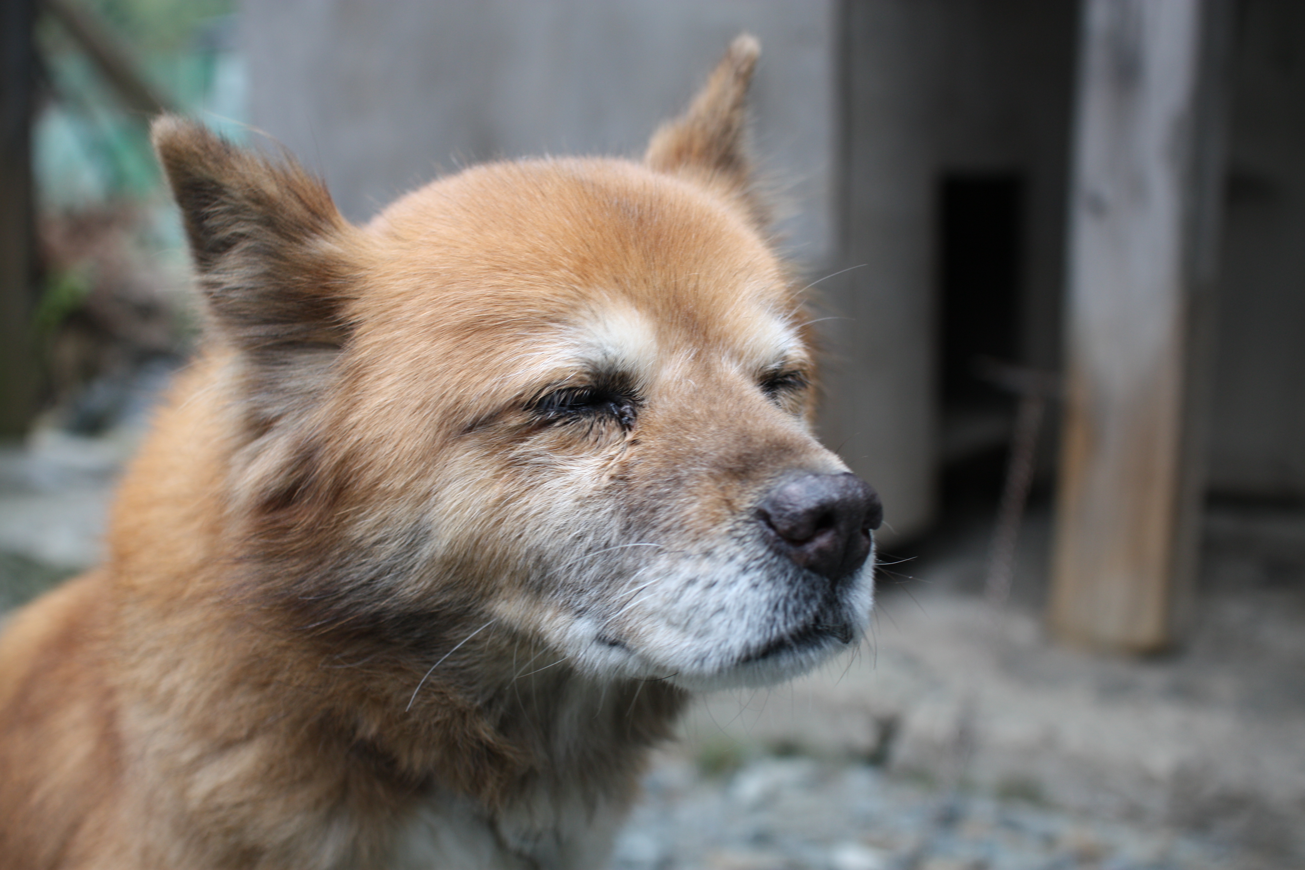 眠そうな犬