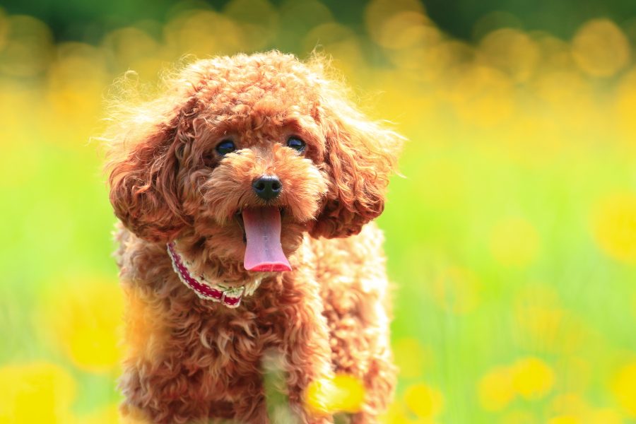 愛犬のトイプードルの目が腫れている。これって目の病気?