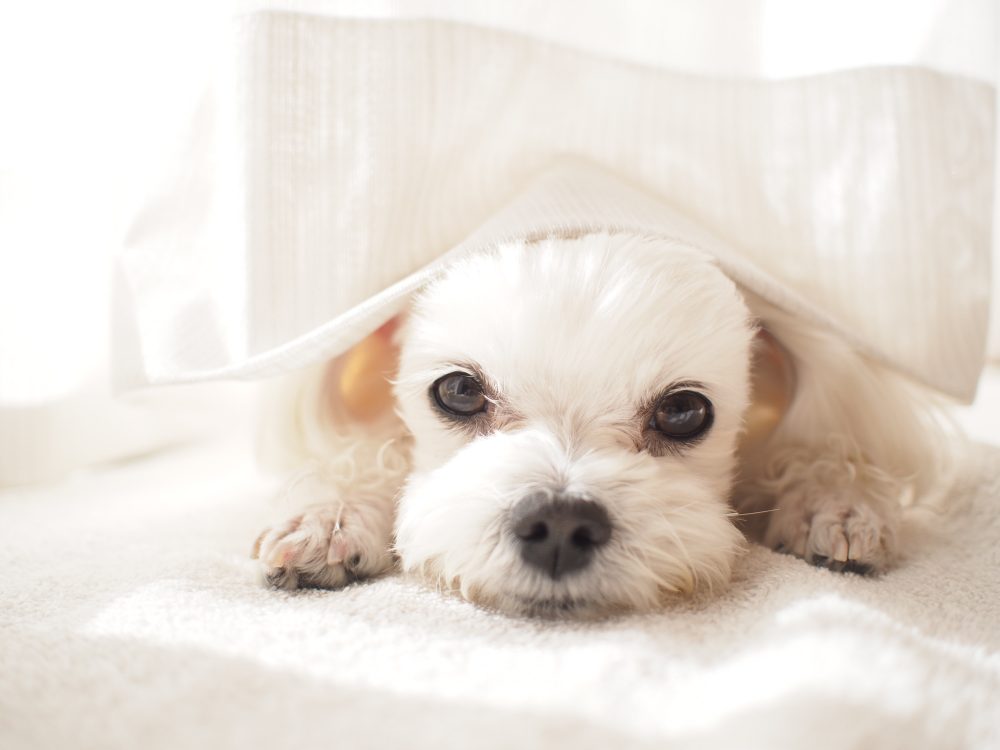 犬の飼い主必見おすすめの犬用暖房器具4選  PETPET LIFE