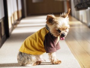 歩けなくなることも ヨークシャーテリアがかかりやすい 膝蓋骨脱臼 とは Petpet Life