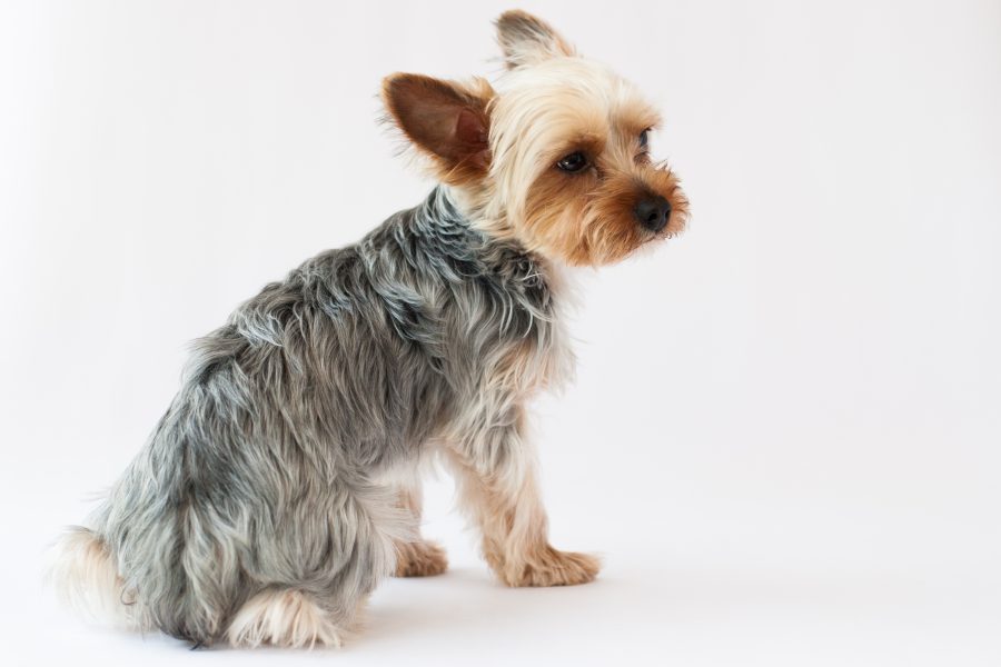 ヨークシャテリアの体重推移!あなたの愛犬は平均サイズ?