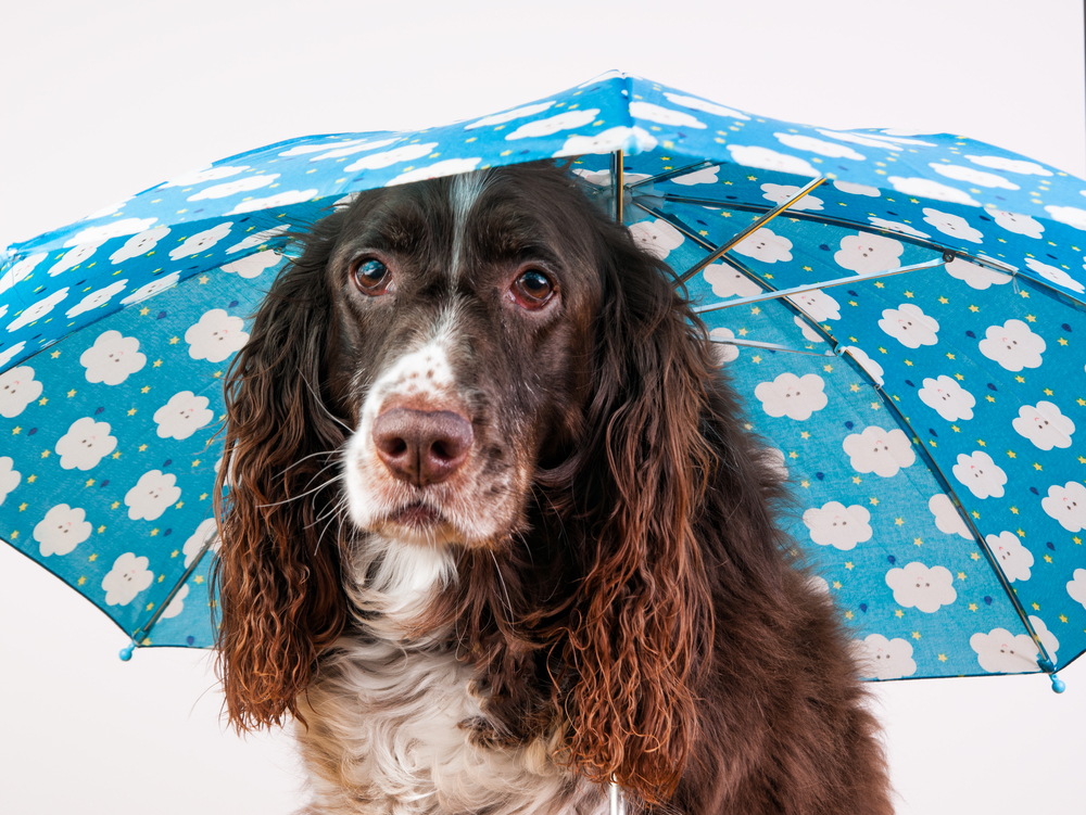 人にもうつる?カビによる犬の病気。梅雨・夏場に気を付けよう!