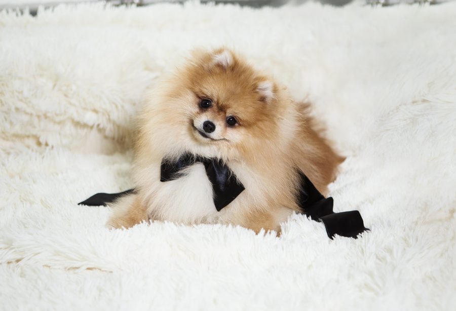 犬はなぜくさいのか
