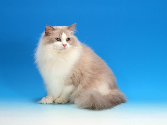 穏やかな性格で気品溢れるラグドール 飼いやすい種類で優しい猫です Petpet Life